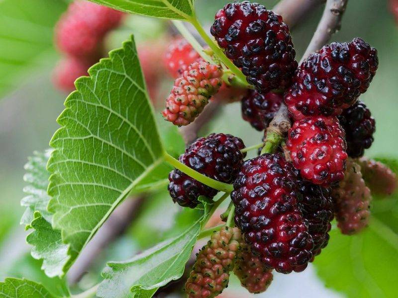 Шелковица купить саженцы из питомнике в Североморске