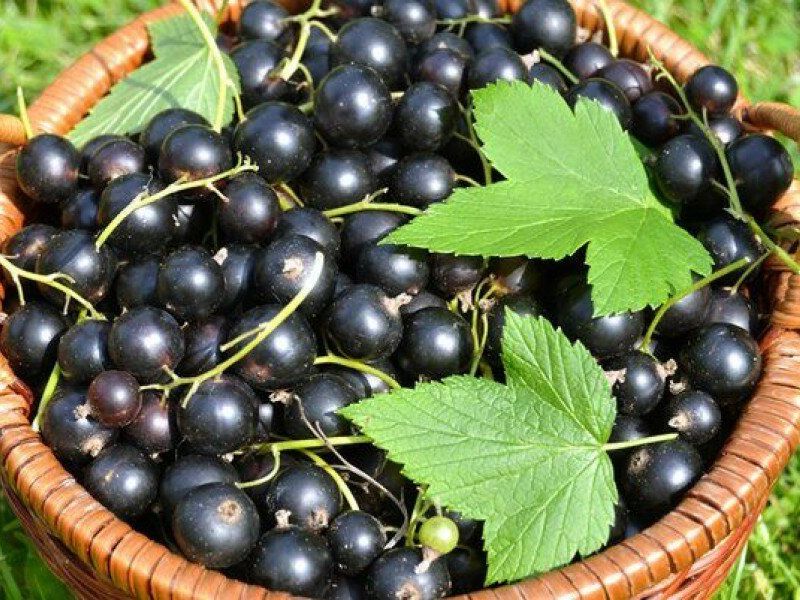 Смородина купить саженцы из питомника в Североморске
