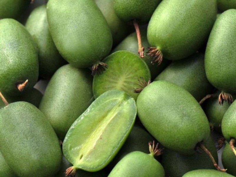 Актинидия купить саженцы из питомнике в Североморске