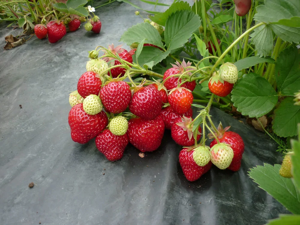 Клубника "ХОНЕЙ" (7шт.)