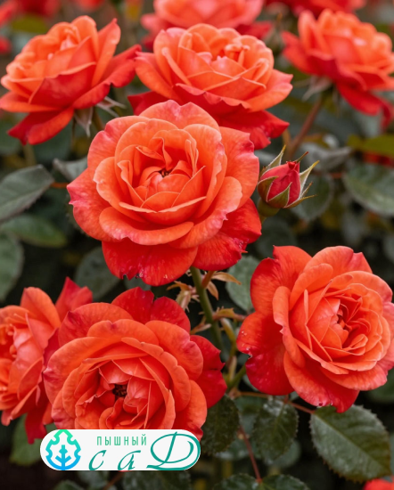 Роза "САЛИТА"