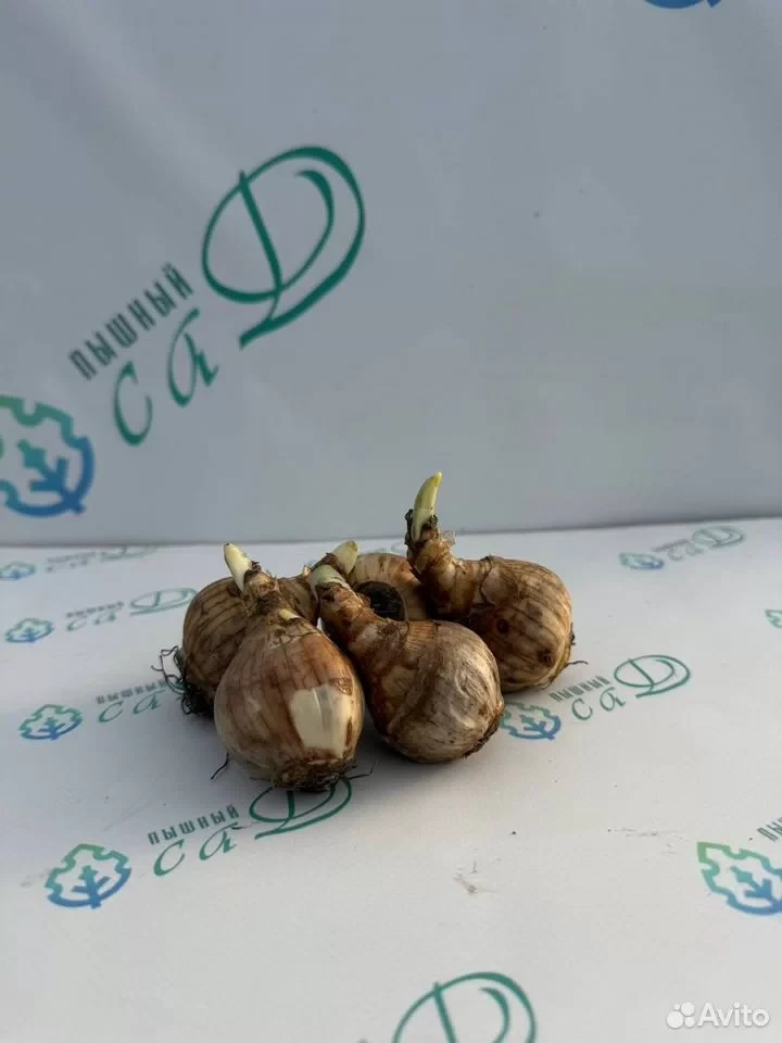 Нарцисс "ПРОФЕССОР ЭЙНШТЕЙН" (5 штук)
