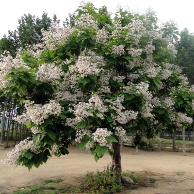 Катальпа (обыкновенная)