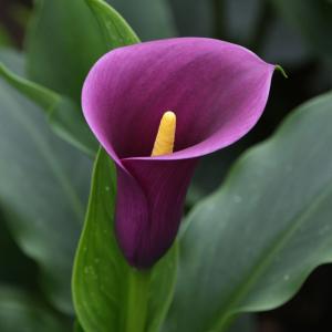 Калла  Аметис 3 шт клубни цветов