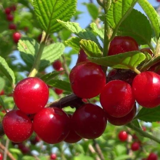 Войлочная вишня "САЛЮТ" ранняя