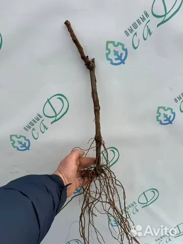 Виноград"БОСКОП ГЛОРИ"