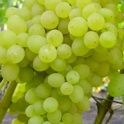 Виноград "НИАГАРА"